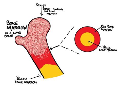 yellow bone and red bone|What is the difference between red and yellow bone。